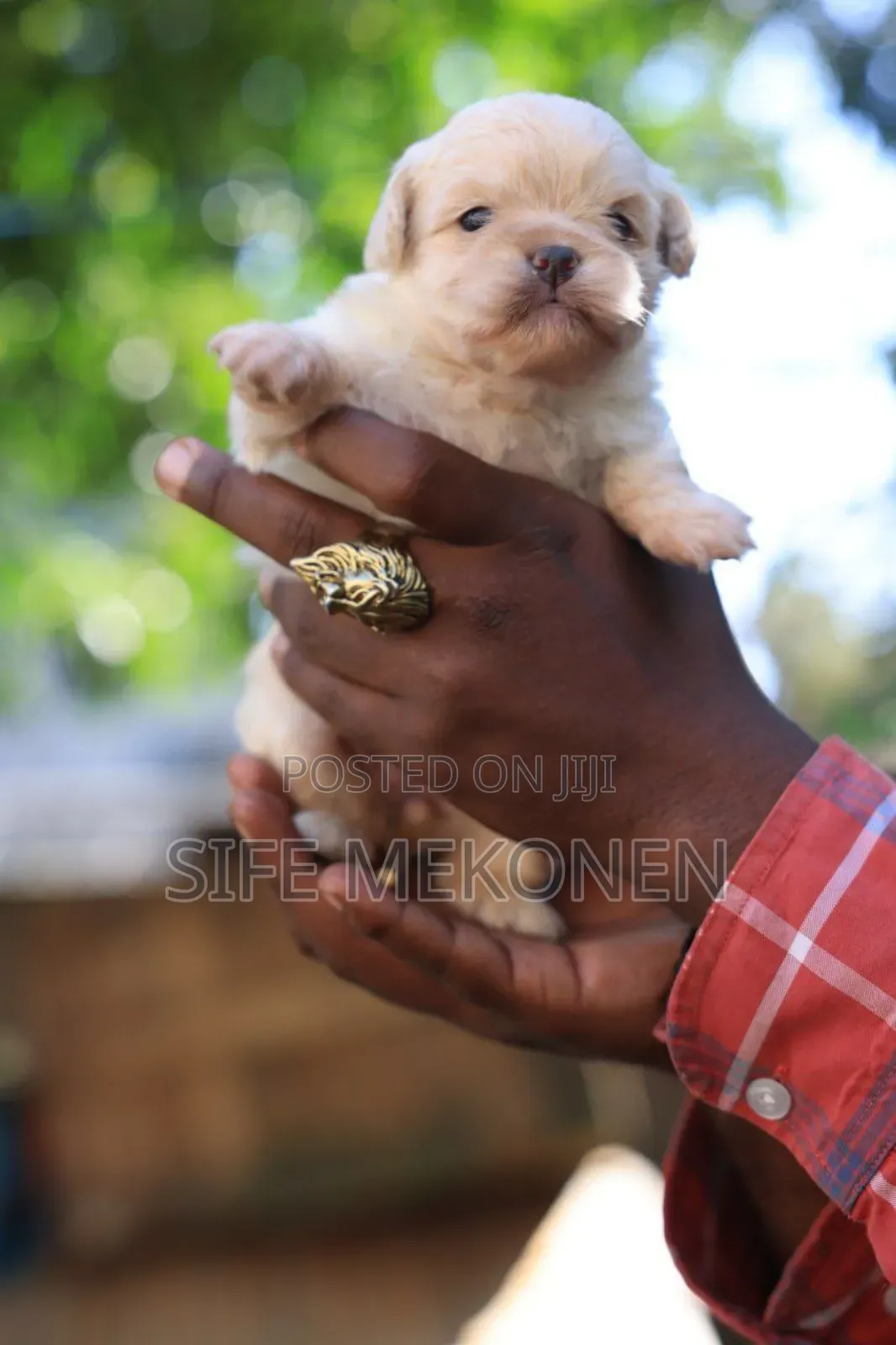 1-3 months Female Purebred Maltese