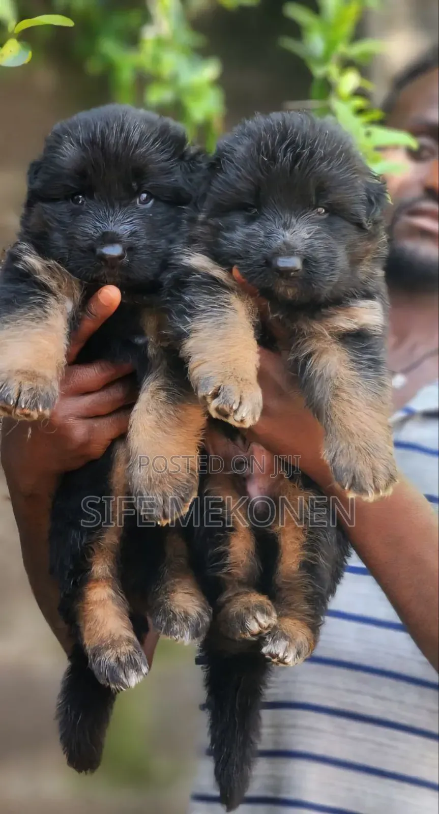 1-3 months Male Purebred German Shepherd