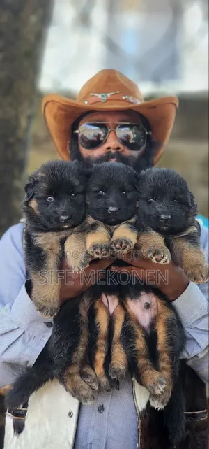 1-3 months Male Purebred German Shepherd