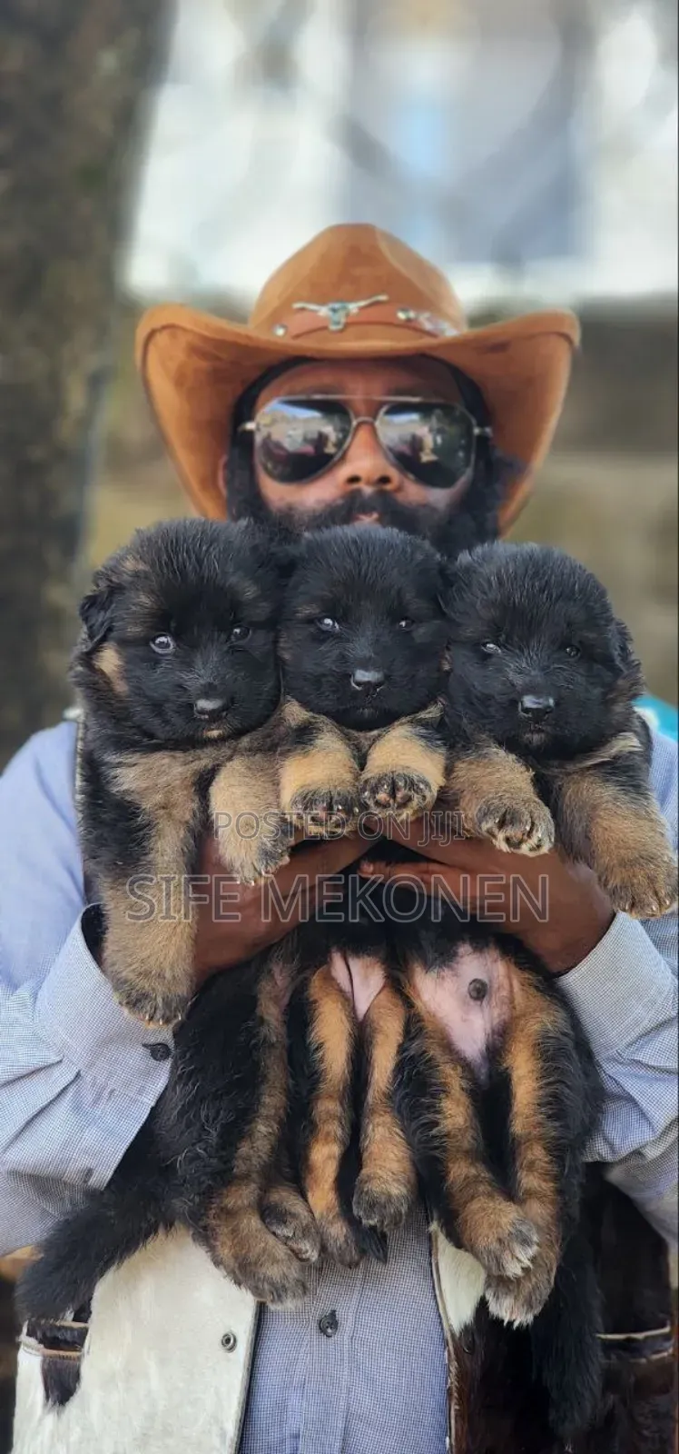 1-3 months Male Purebred German Shepherd