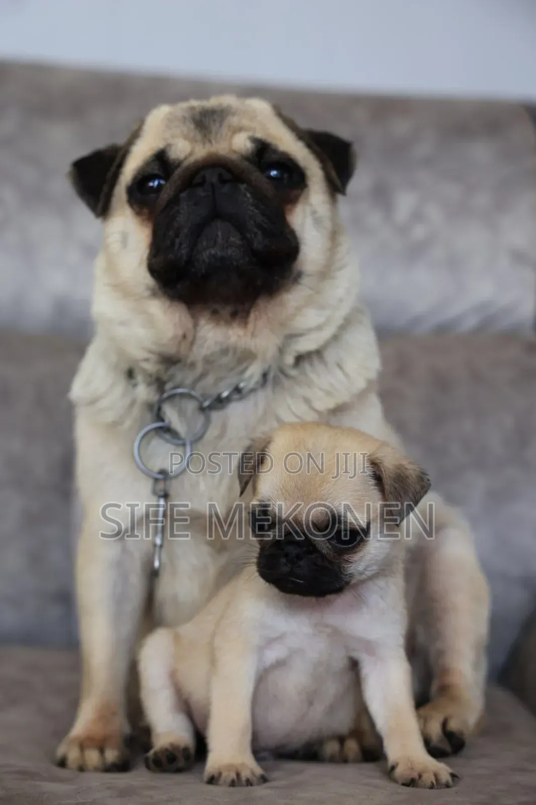 1-3 months Male Purebred Pug