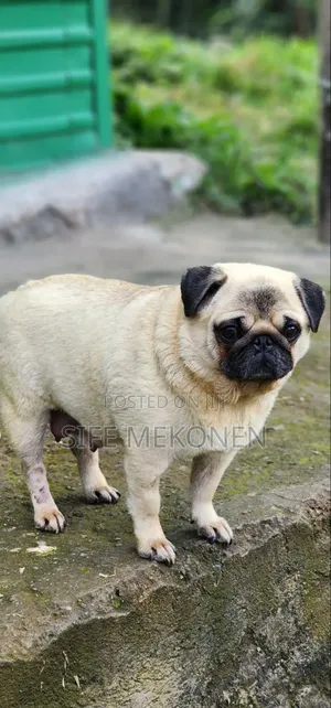 1-3 months Male Purebred Pug