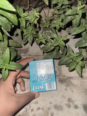 Extra Gum Us