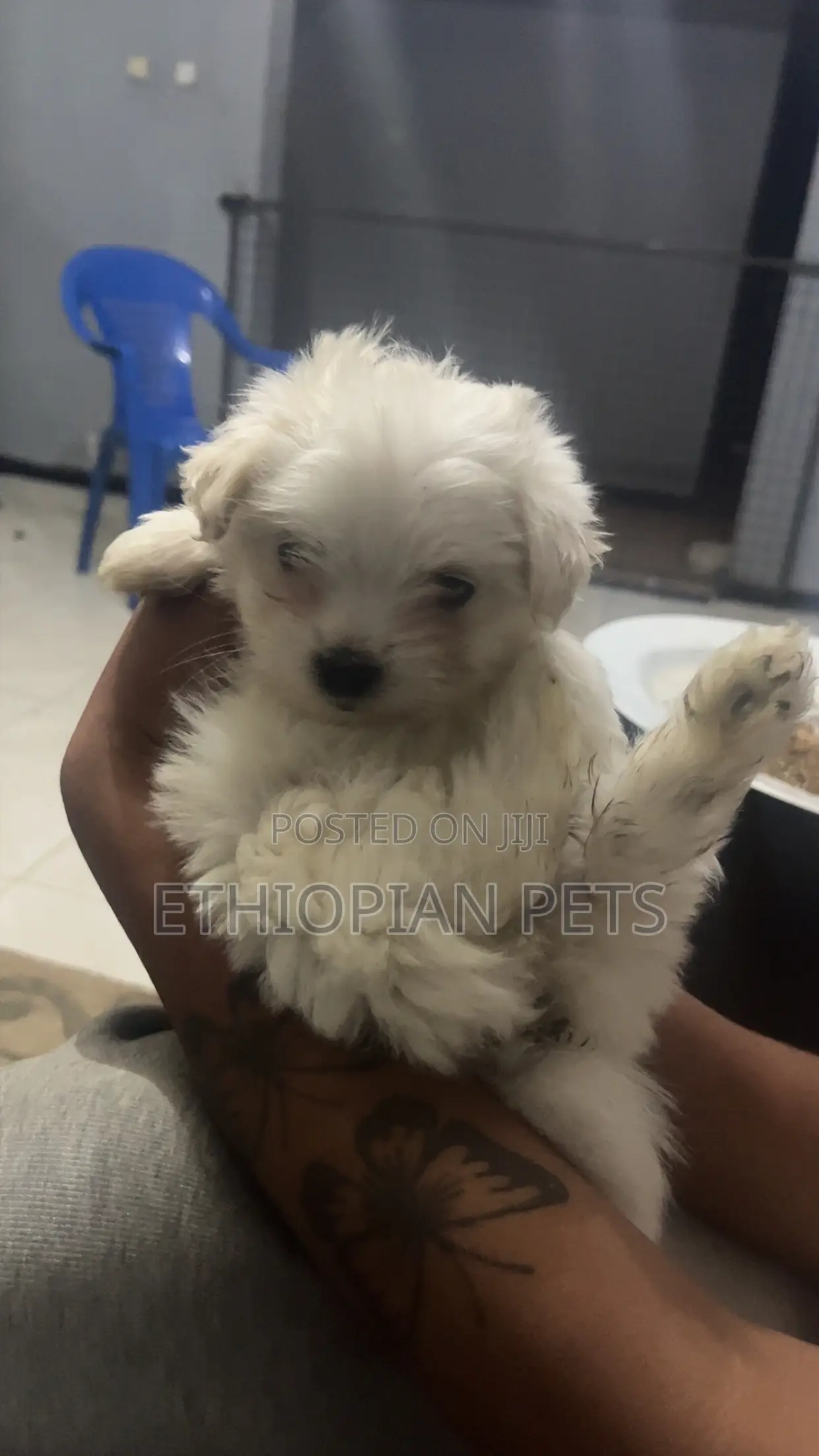 1-3 months Female Purebred Maltese