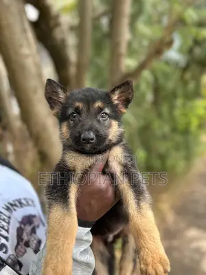 1-3 months Male Purebred German Shepherd