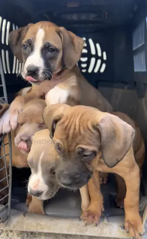 1-3 months Male Purebred German Shepherd