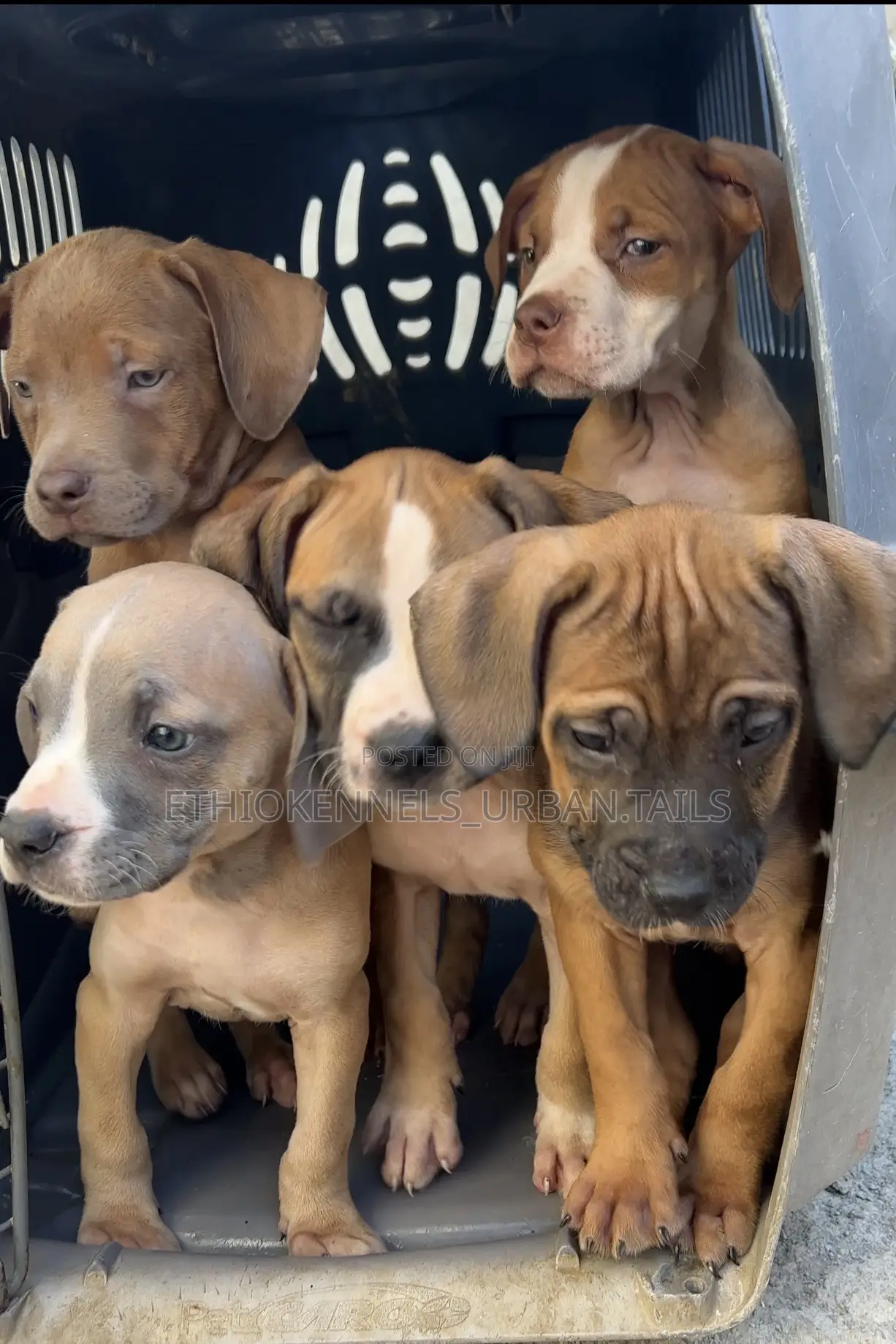 1-3 months Male Purebred German Shepherd