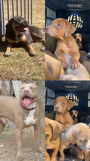 1-3 months Male Purebred German Shepherd