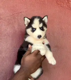 1-3 months Male Purebred Siberian Husky