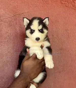 1-3 months Male Purebred Siberian Husky