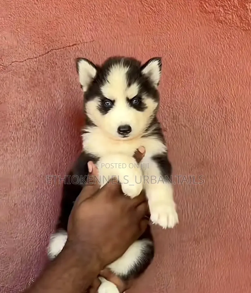 1-3 months Male Purebred Siberian Husky