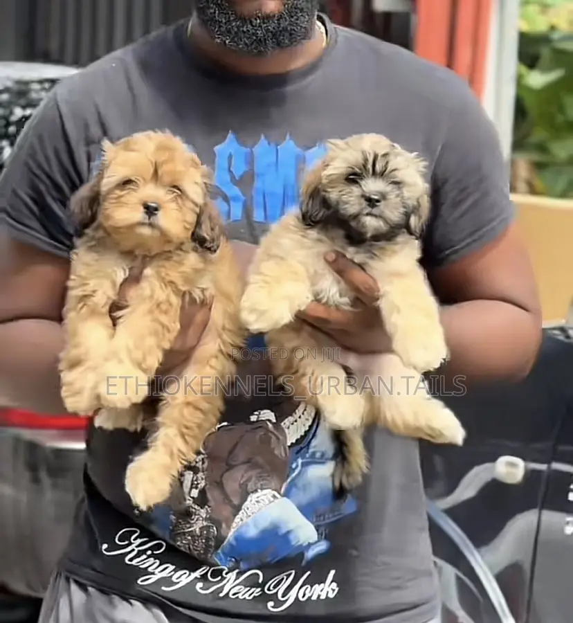 1-3 months Male Purebred Shih Tzu