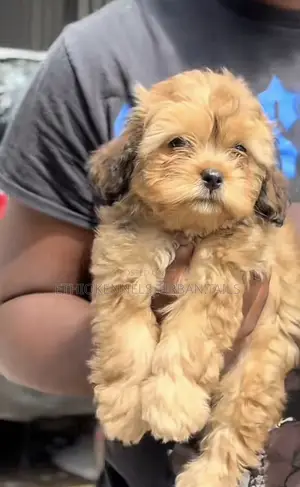 1-3 months Male Purebred Shih Tzu