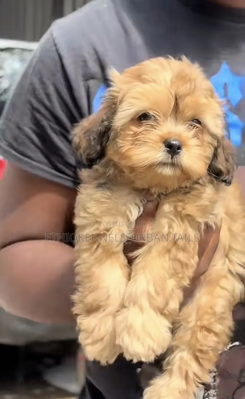 1-3 months Male Purebred Shih Tzu