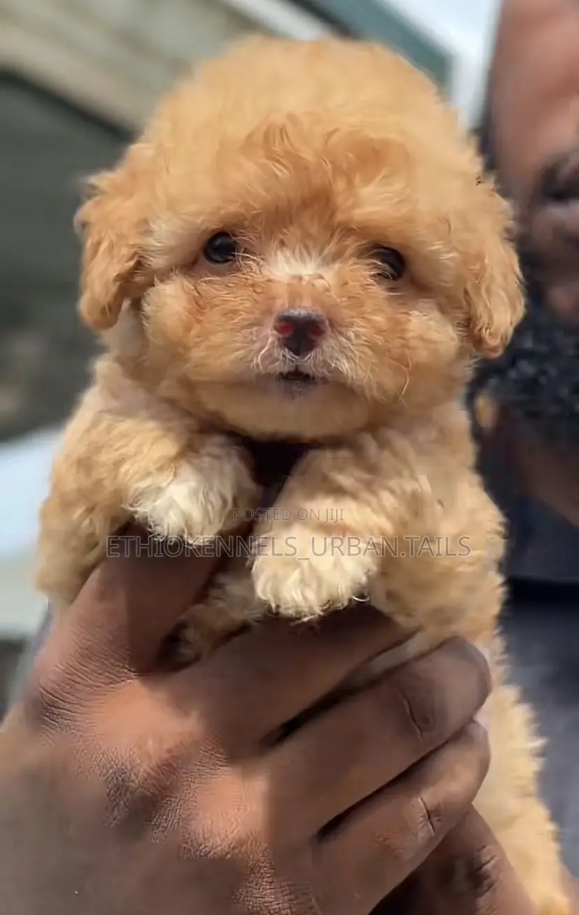 1-3 months Female Purebred Maltipoo