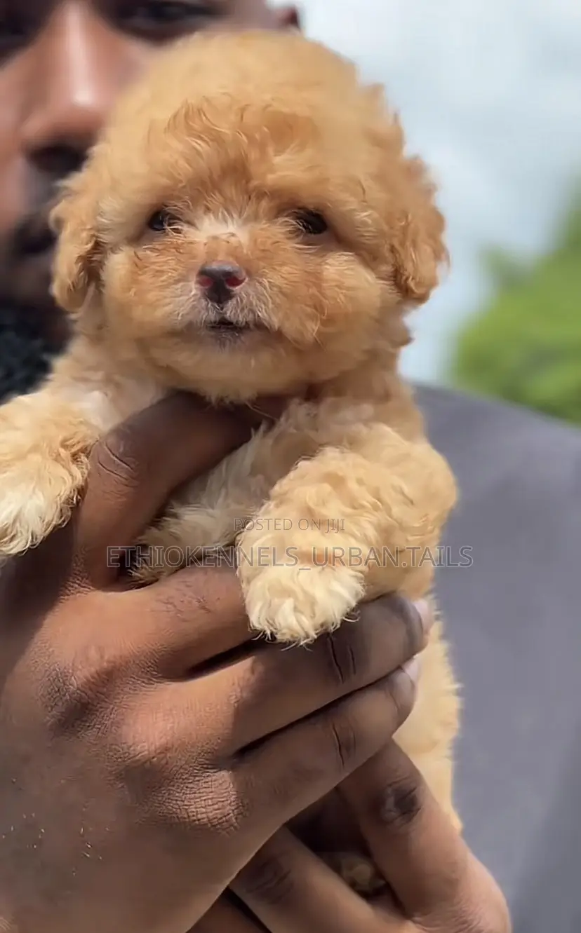 1-3 months Female Purebred Maltipoo