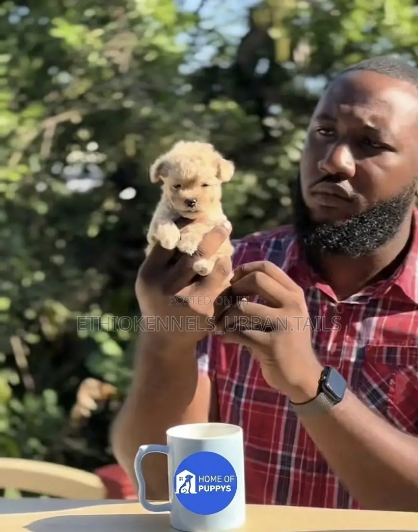 1-3 months Female Purebred Maltese