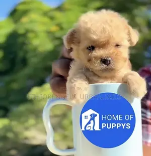 1-3 months Female Purebred Maltese