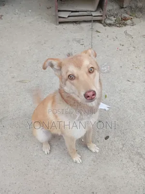 6-12 months Male Mixed Breed Siberian Husky