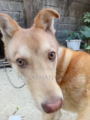 6-12 months Male Mixed Breed Siberian Husky