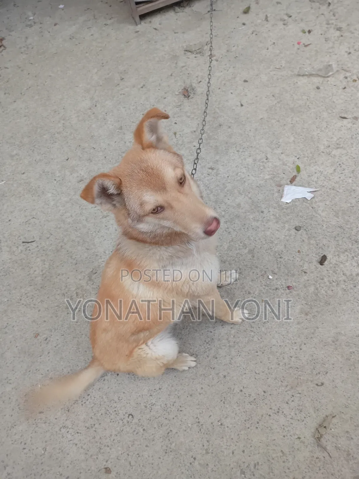 6-12 months Male Mixed Breed Siberian Husky