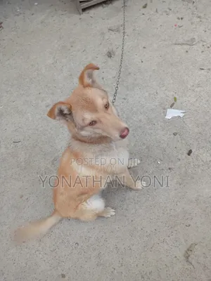 6-12 months Male Mixed Breed Siberian Husky