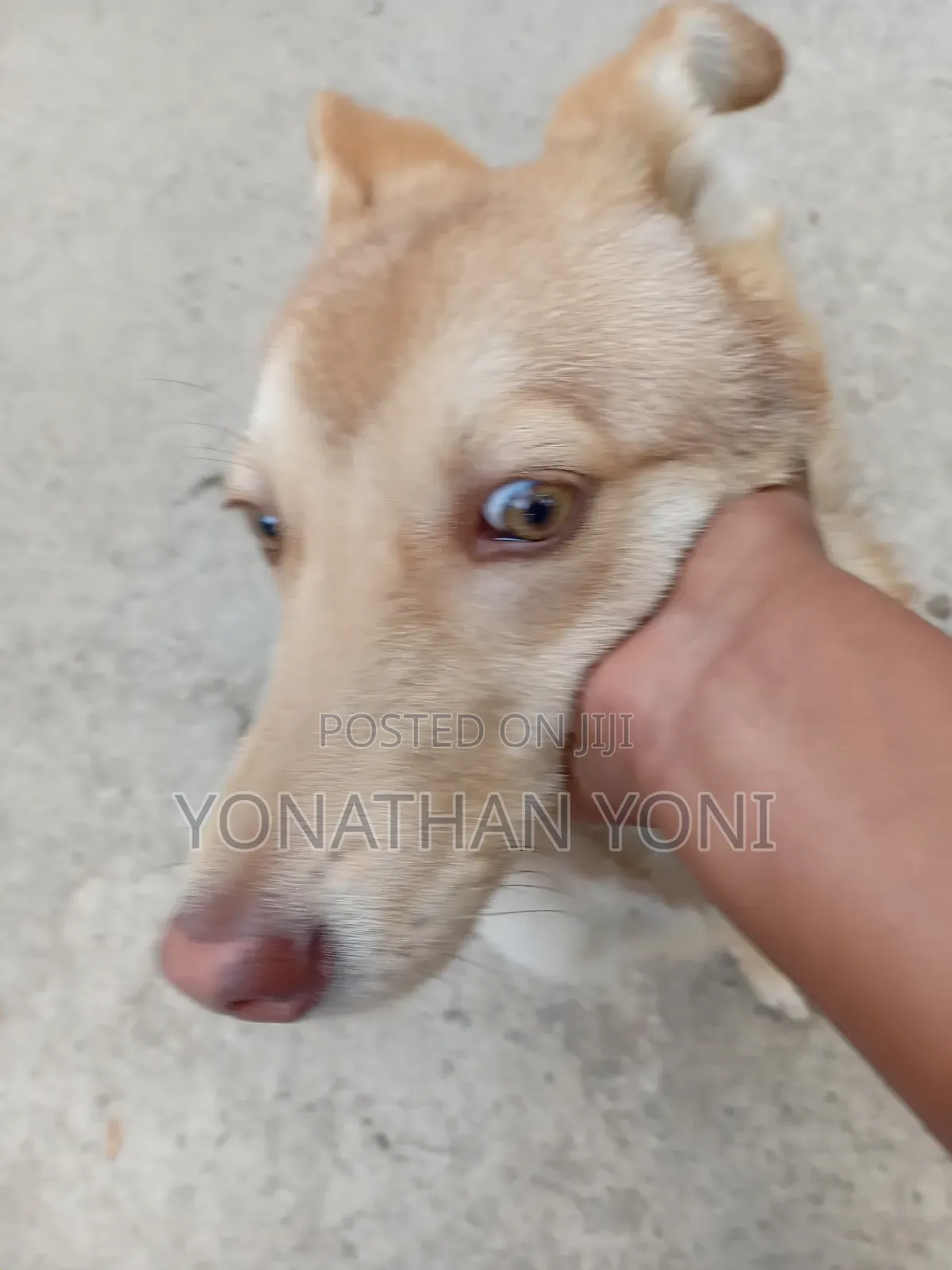 6-12 months Male Mixed Breed Siberian Husky