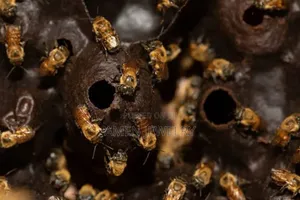 100%ንፁህ የጣዝማ ማር_ኪሎ=5,000