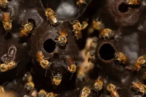 100%ንፁህ የጣዝማ ማር_ኪሎ=2000 የሚረከብ ይደውል