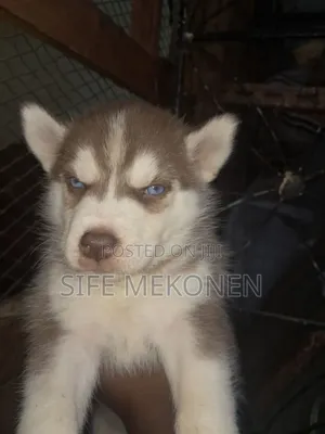 1-3 months Male Purebred Siberian Husky
