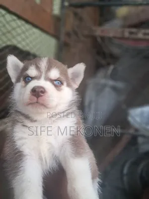 1-3 months Male Purebred Siberian Husky