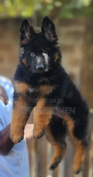 1-3 months Male Purebred German Shepherd