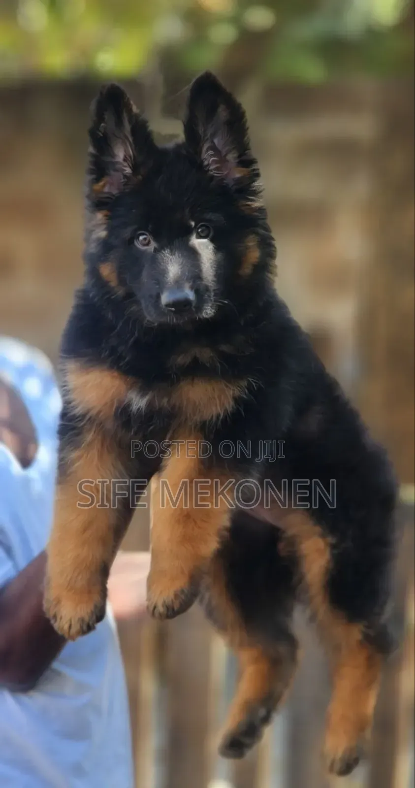 1-3 months Male Purebred German Shepherd