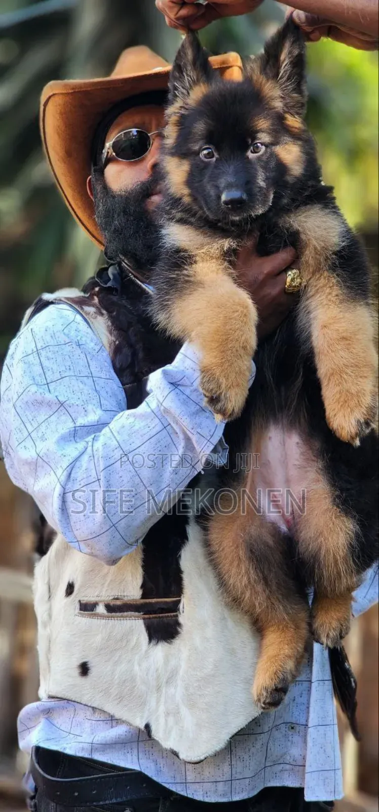 1-3 months Male Purebred German Shepherd