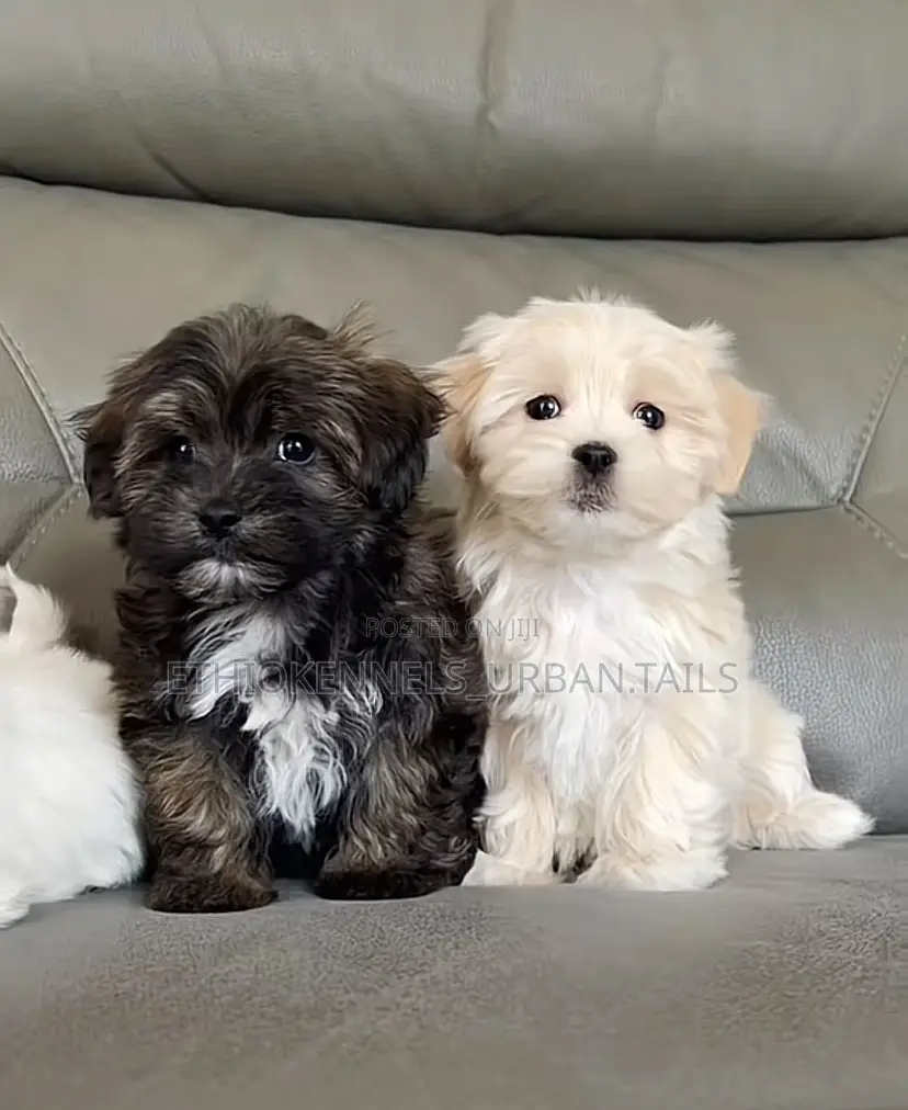1-3 months Male Purebred Maltese