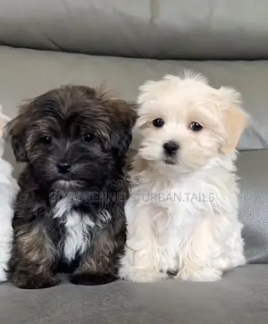 1-3 months Male Purebred Maltese