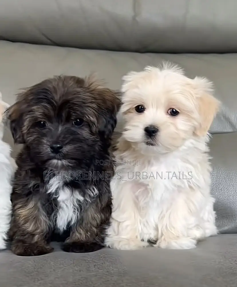 1-3 months Male Purebred Maltese