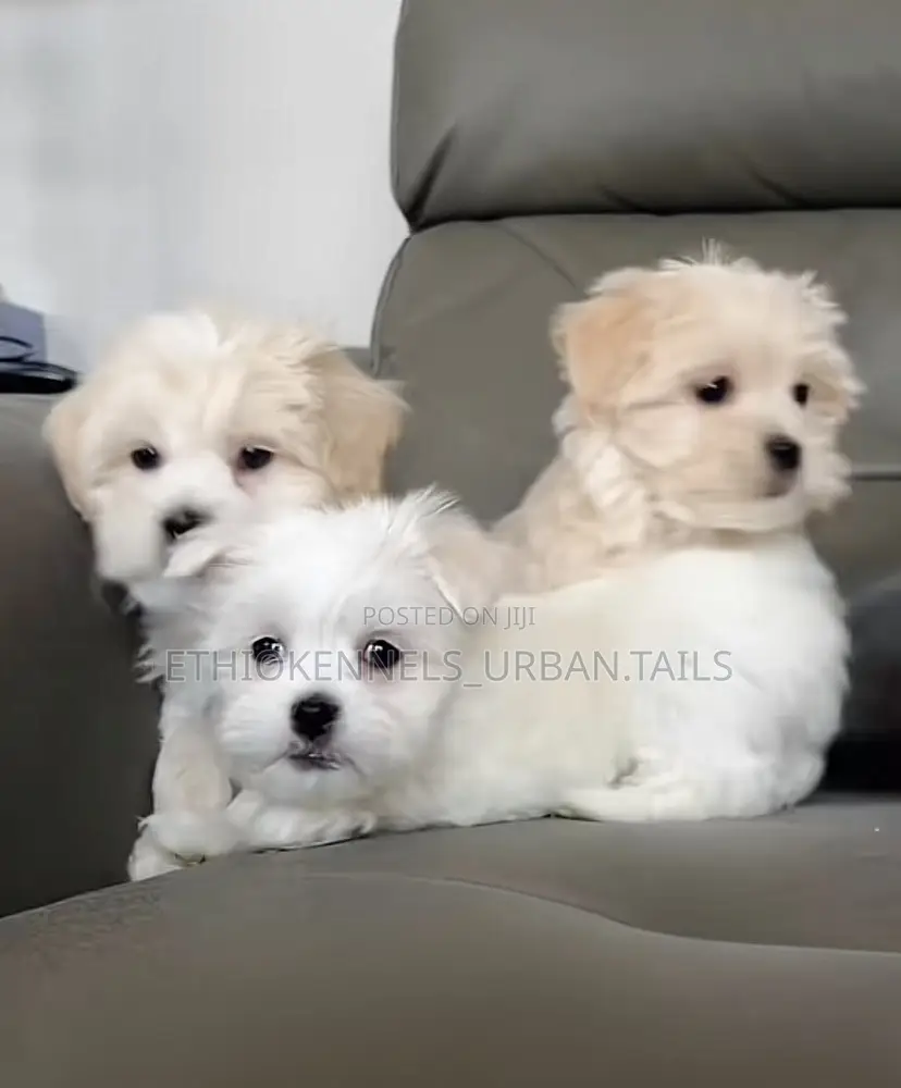 1-3 months Male Purebred Maltese