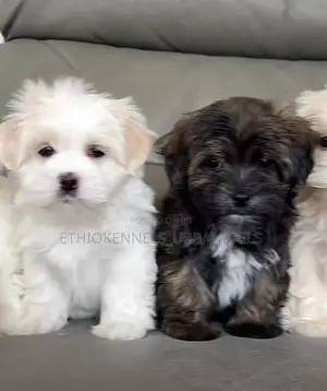 1-3 months Male Purebred Maltese