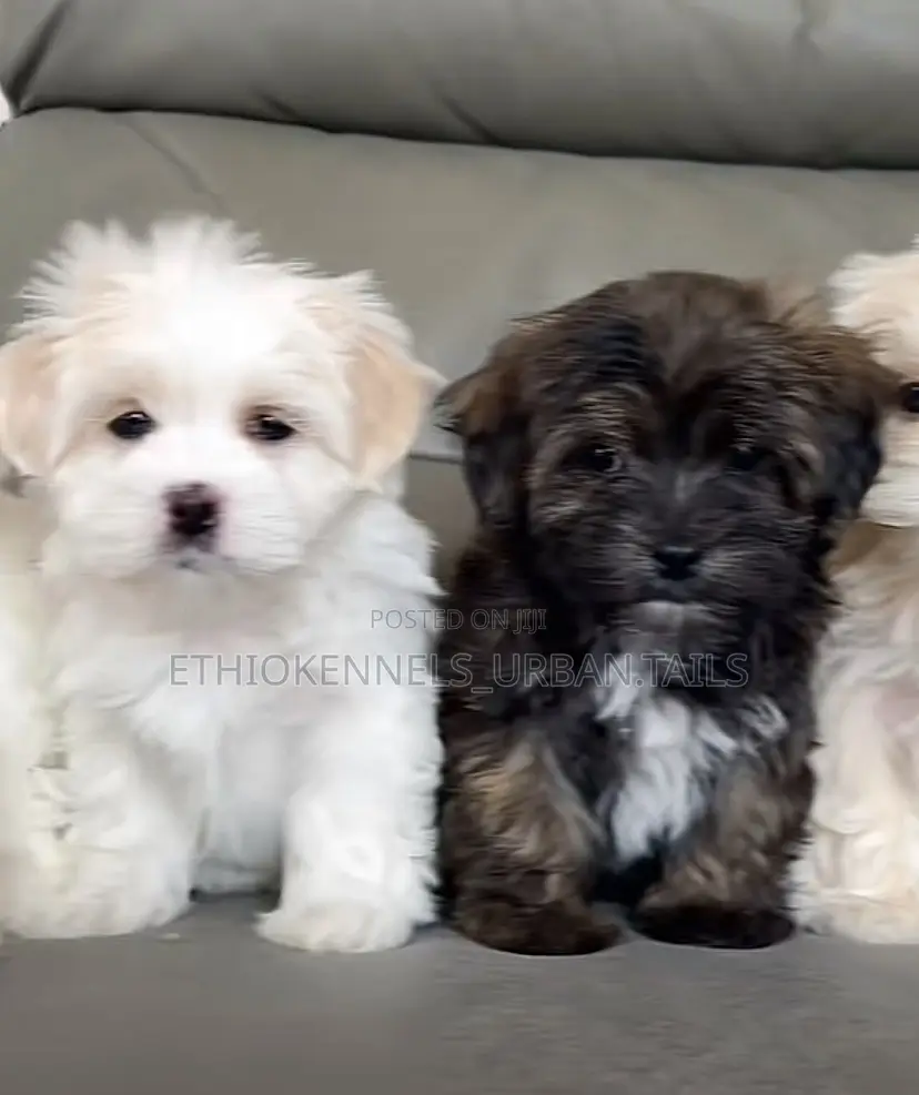 1-3 months Male Purebred Maltese