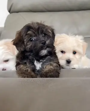 1-3 months Male Purebred Maltese