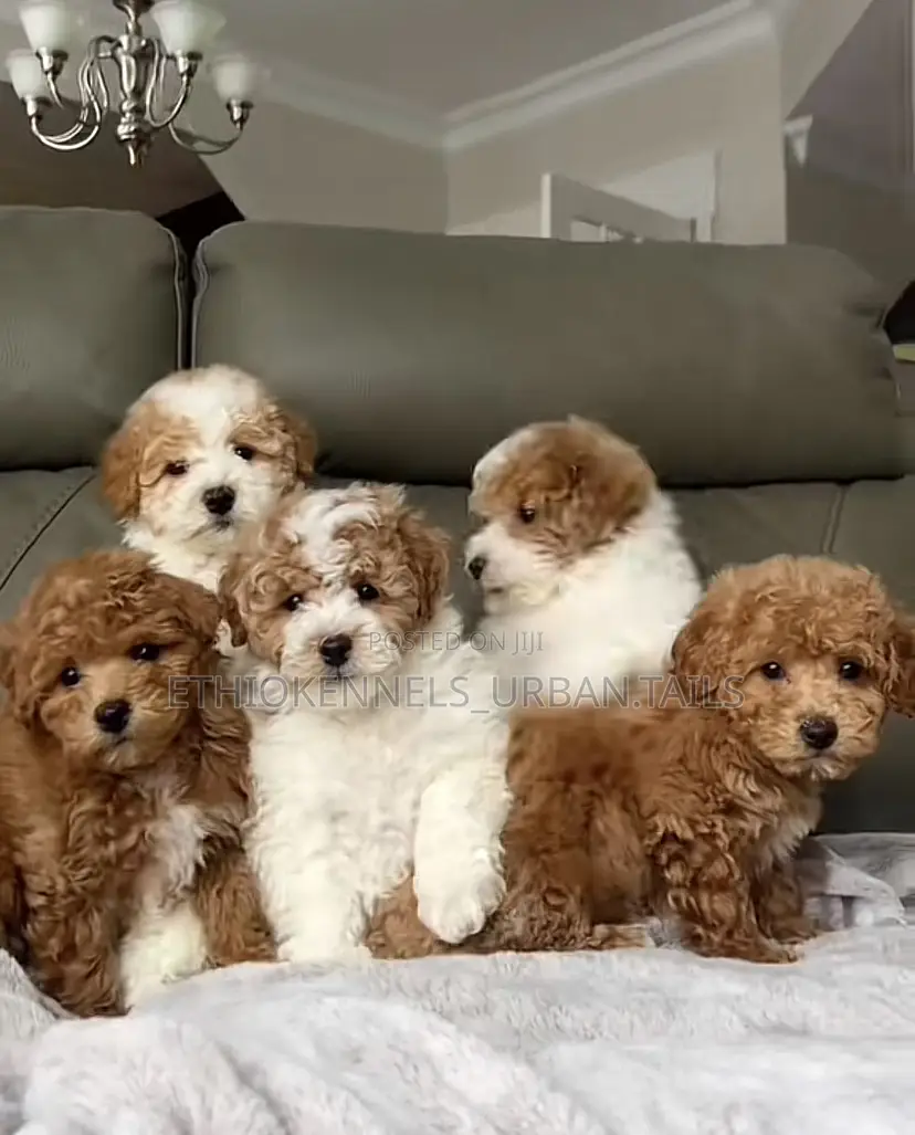 1-3 months Male Purebred Maltipoo