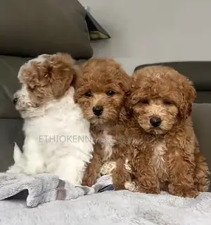 1-3 months Male Purebred Maltipoo