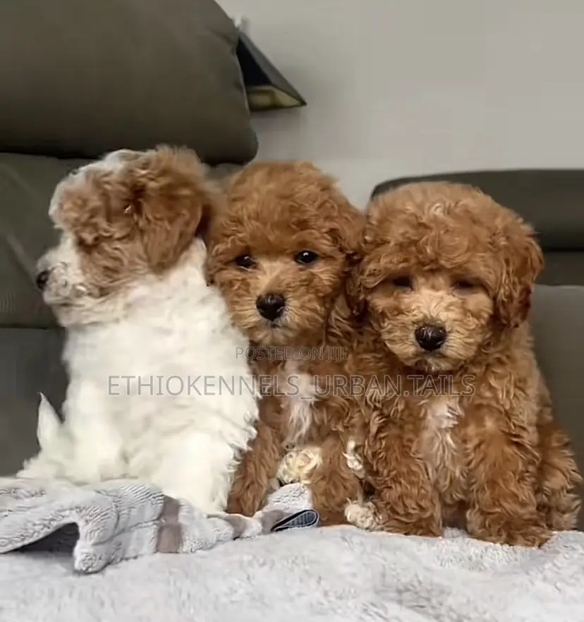 1-3 months Male Purebred Maltipoo