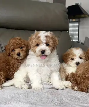 1-3 months Male Purebred Maltipoo