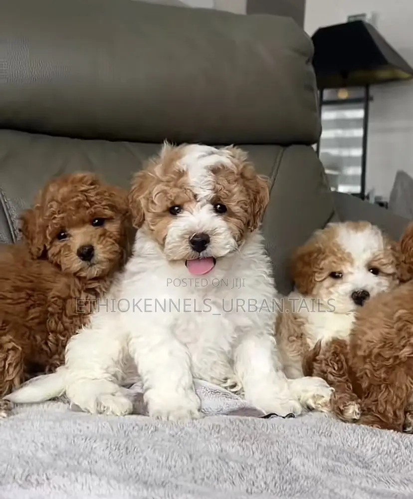 1-3 months Male Purebred Maltipoo