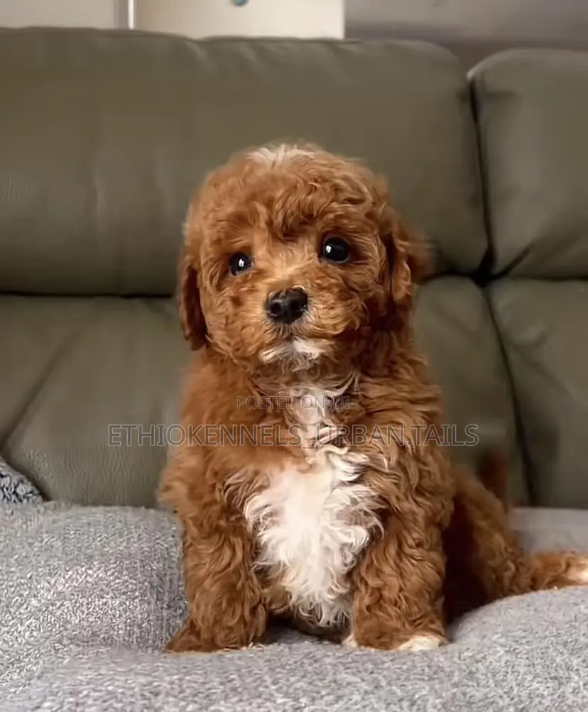 1-3 months Male Purebred Maltipoo