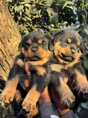 1-3 months Male Purebred Rottweiler