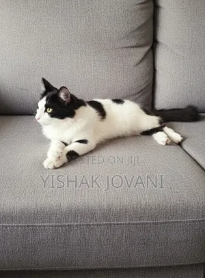 3-6 months Male Mixed Breed Turkish Angora