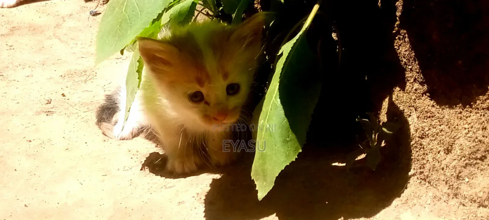 1-3 months Male Mixed Breed Abyssinian